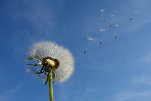 La primavera trae alegría…. y alergias…