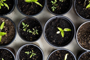 COMPOST    : la nueva forma de reciclar los residuos urbanos.