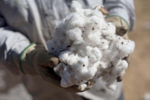 Algodón    : un cultivo contaminante